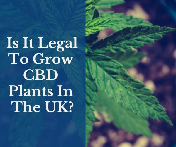 is it legal to grow CBD plants in the UK?