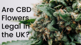 Is Buying CBD Flower Legal in the UK?